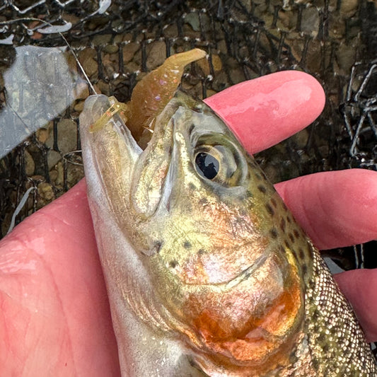1.75” Pumpkin Spice Dragonfly Larvae (Garlic Scented) 5-pack