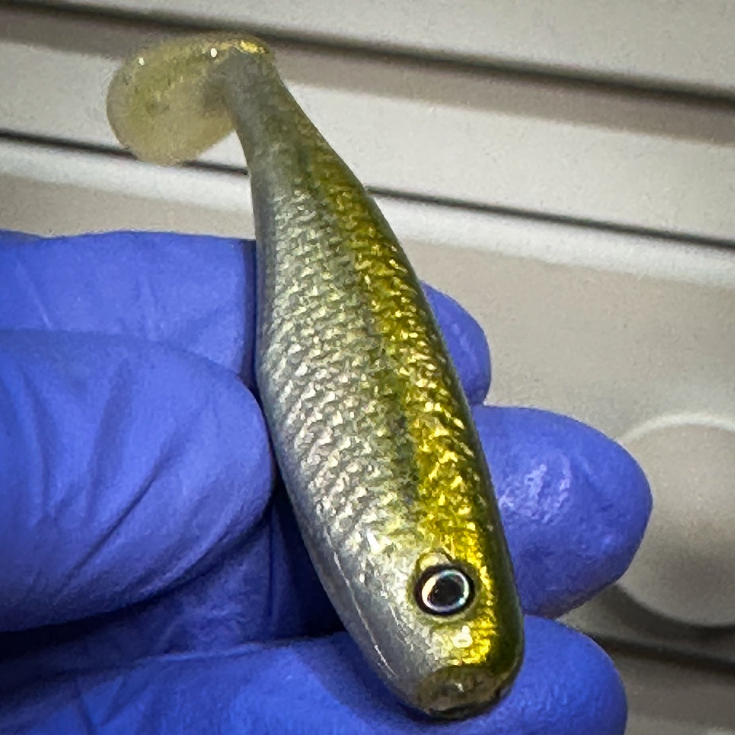 3” Emerald Shiner Paddletail (1 bait/pack)