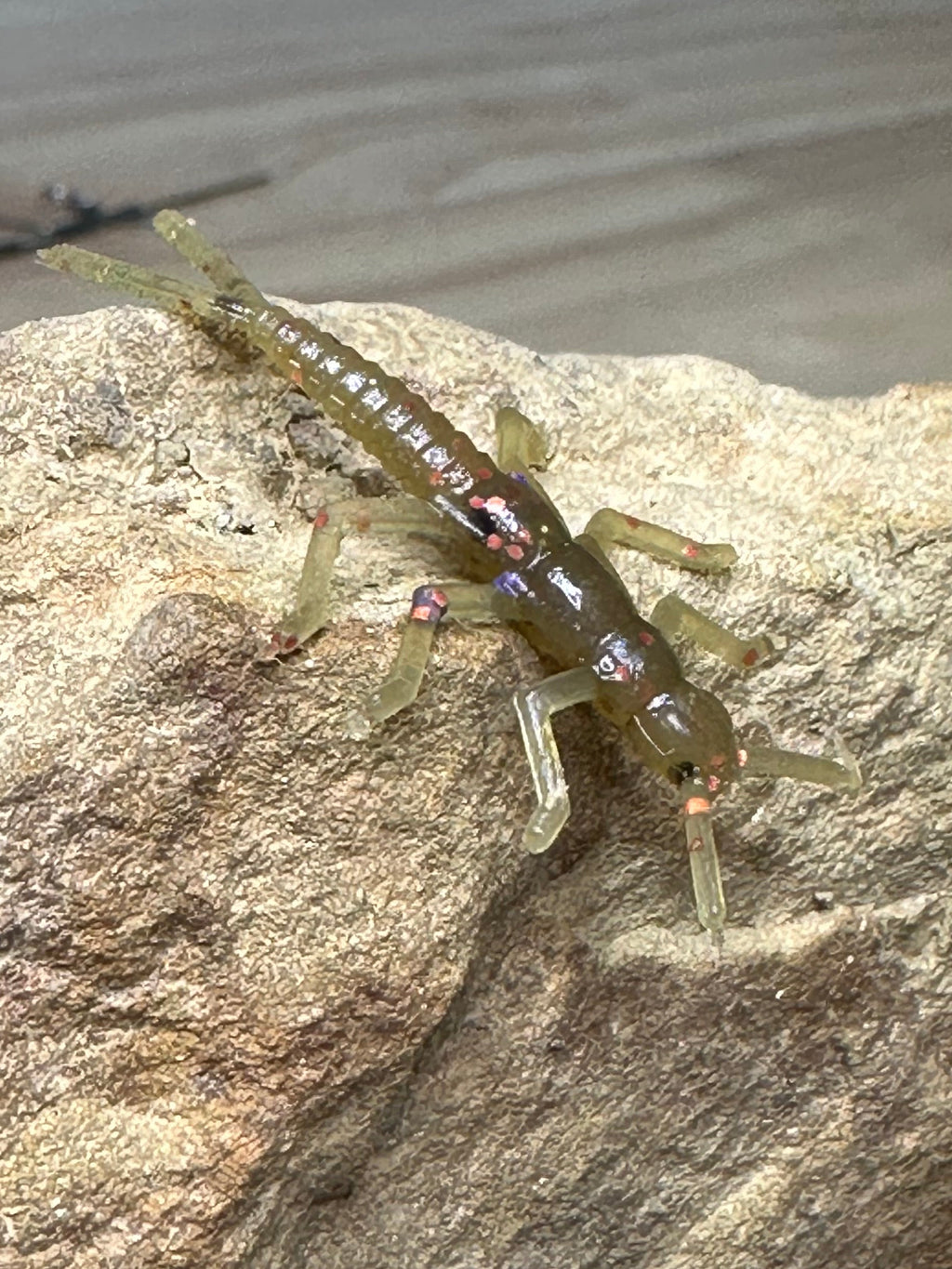 Pumpkin Spice Stonefly (Garlic Scented) 8-pack