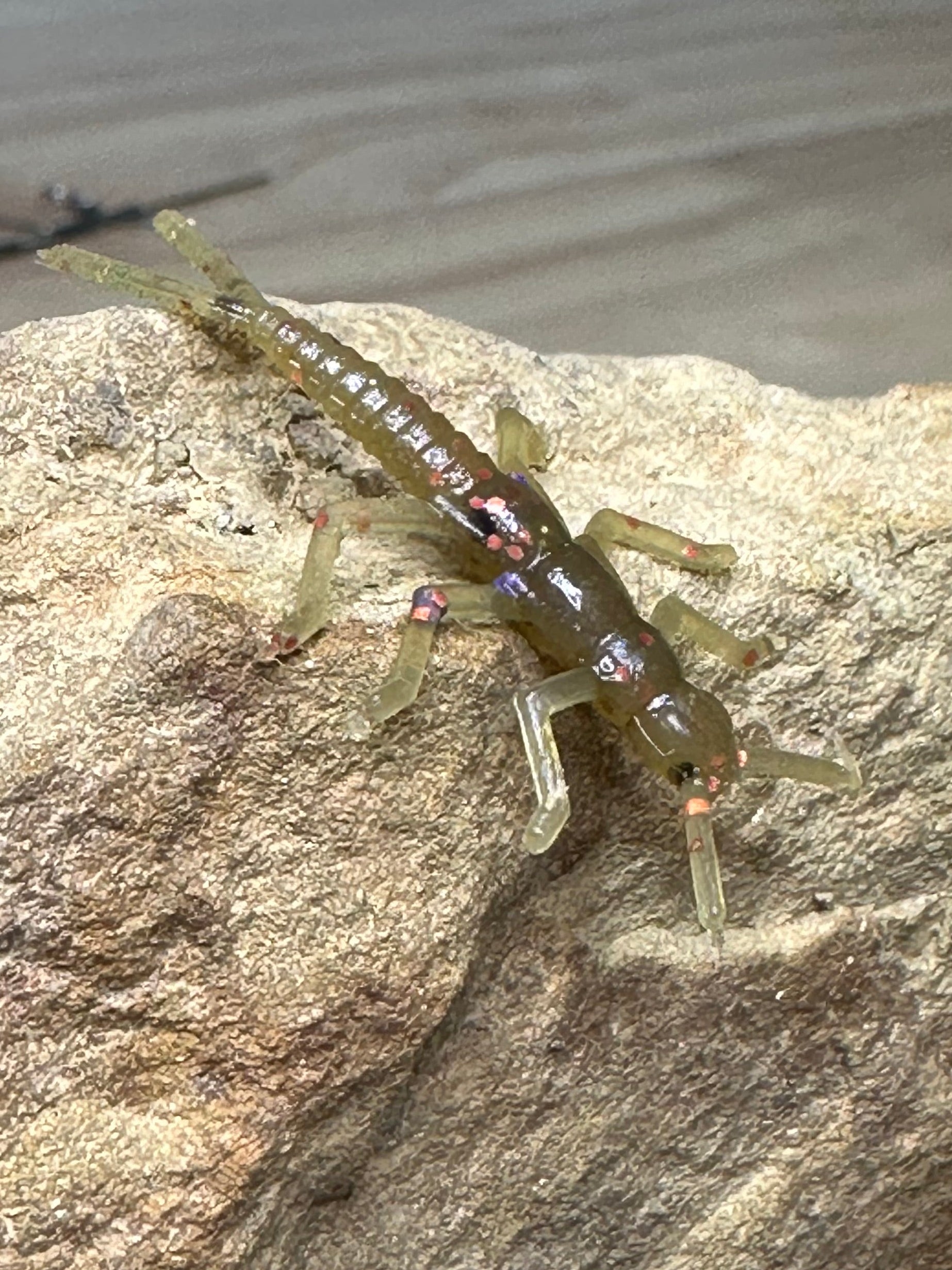 Pumpkin Spice Stonefly (Garlic Scented) 8-pack