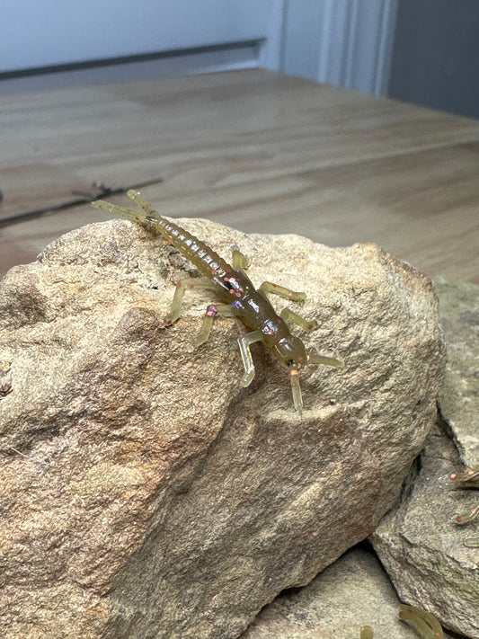 1.75” Pumpkin Spice Stonefly (Garlic Scented) 5-pack