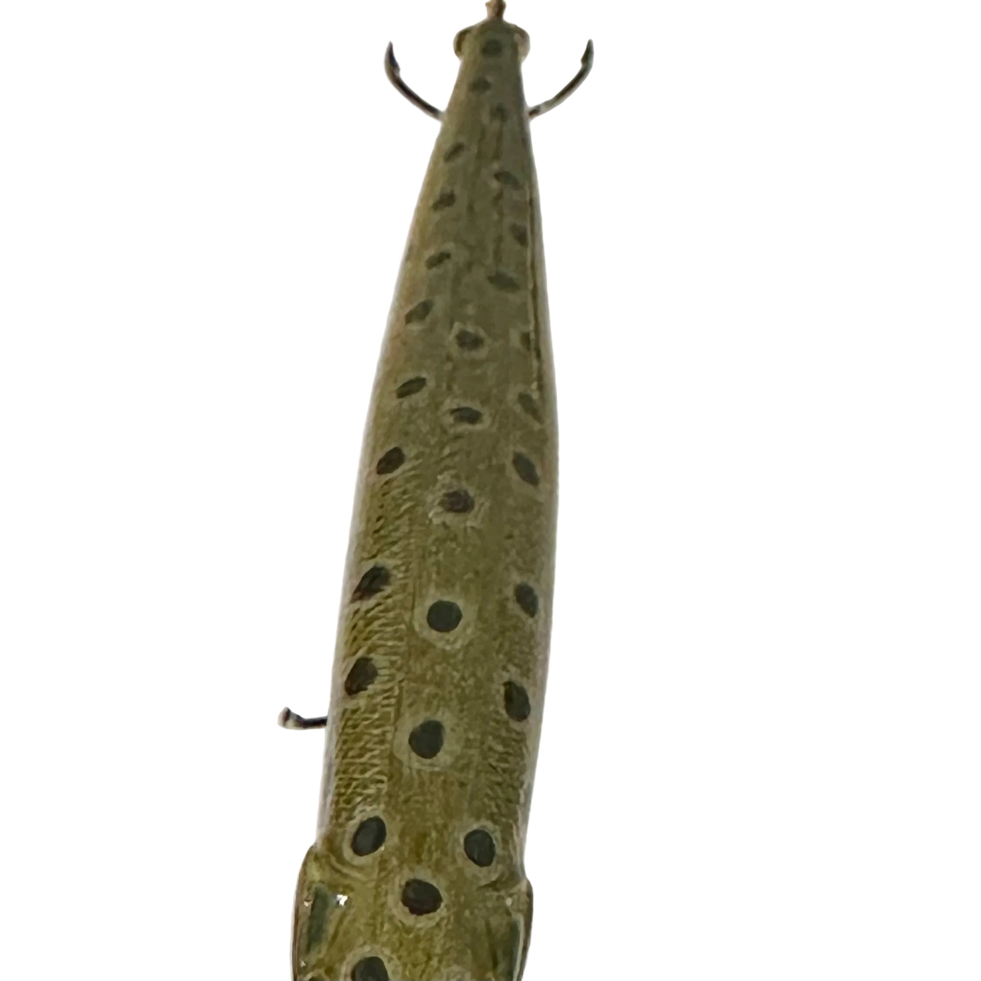 4” Wild Brown Trout Jerkbait